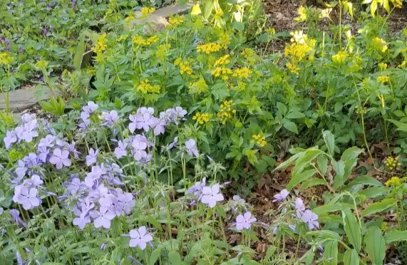 Saturday, April 26th Open Day at Deb's Native Garden