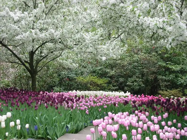 Sunday, April 26 Open Day at The White Garden, 10am-1pm