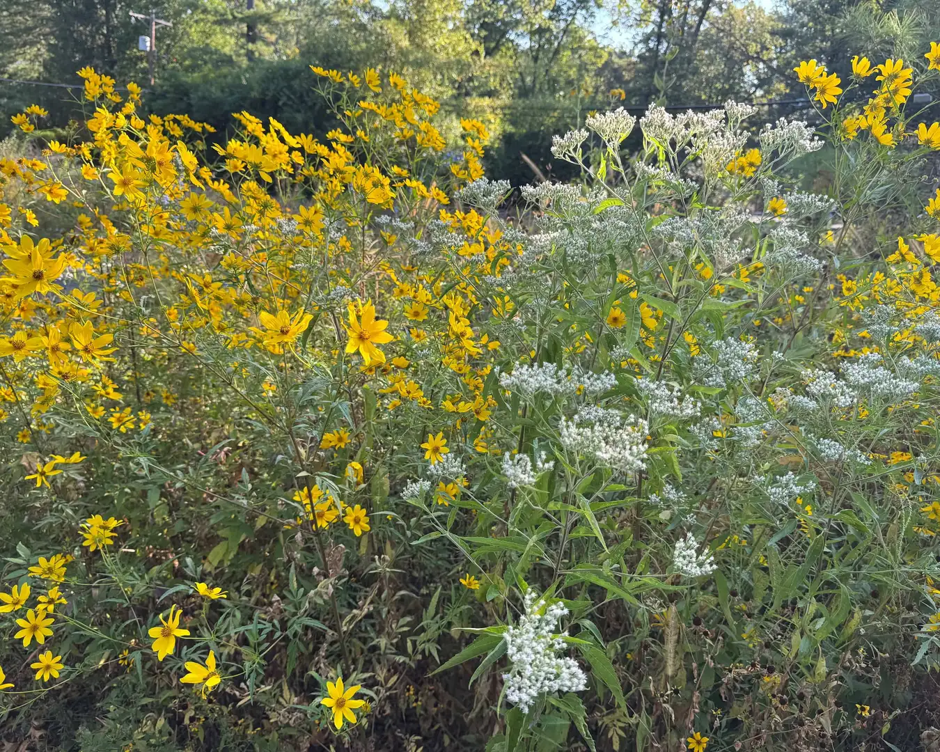 Saturday, May 30 Open Day at Price Road Wetland Prairie