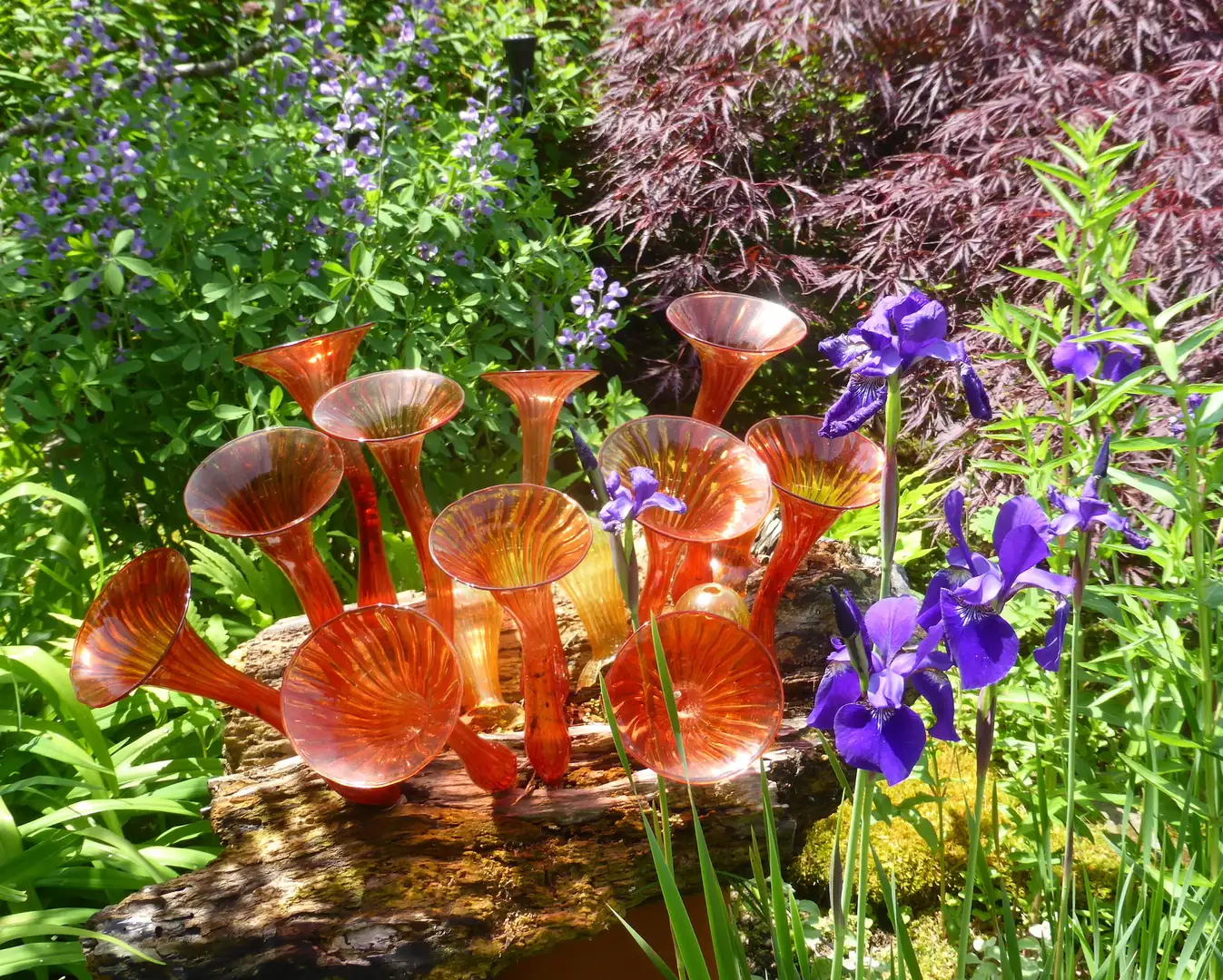 Saturday, June 27 Open Day at Previti/Gumpel Garden