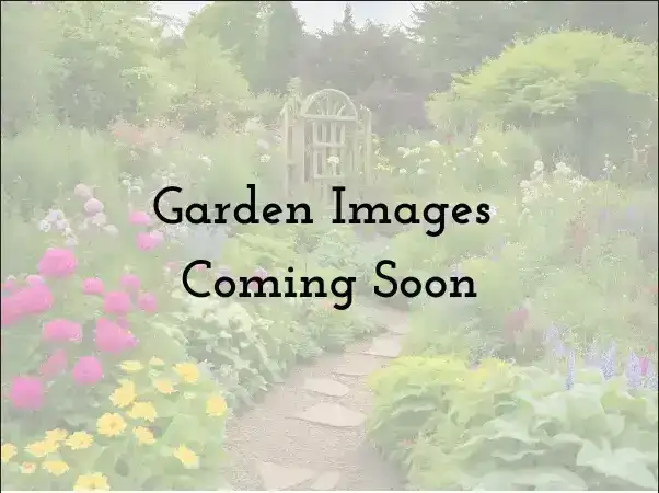 Sunday, July 26 Open Day at C's on Calhoun