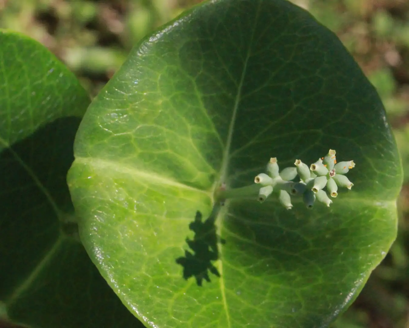 Saturday, July 11 Open Day at Wood Thrush Garden