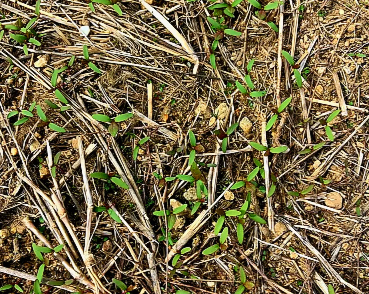 DD26 - Digging Deeper: Take a Walk on the Wild Side: Tour a Pollinator Meadow