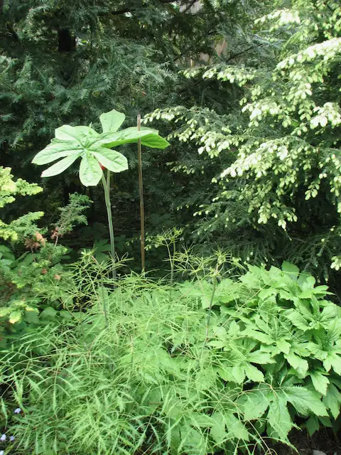 Digging Deeper: A Celebration of Plants