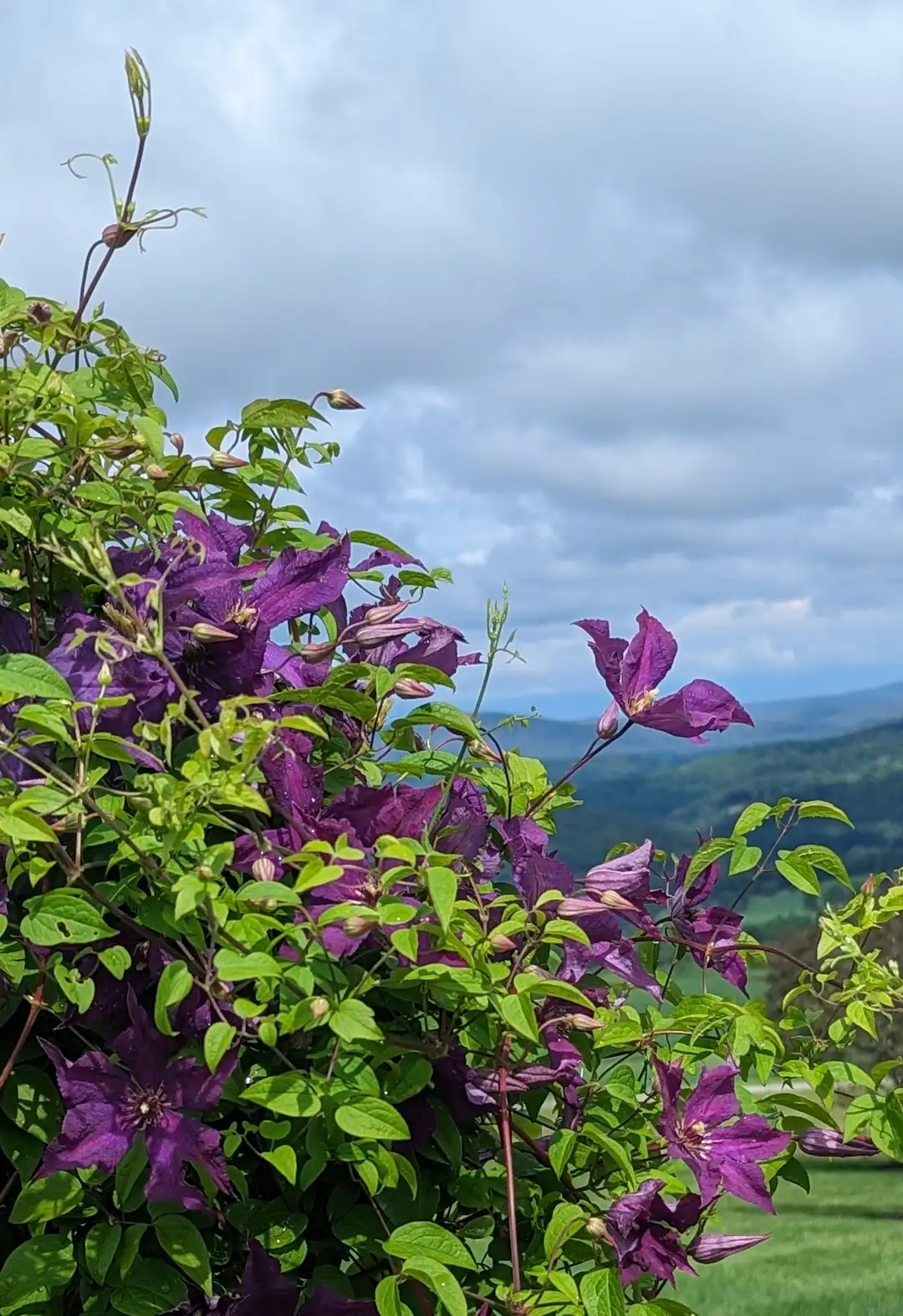 Sunday, June 28 Open Day at Shekomeko Hillside Garden