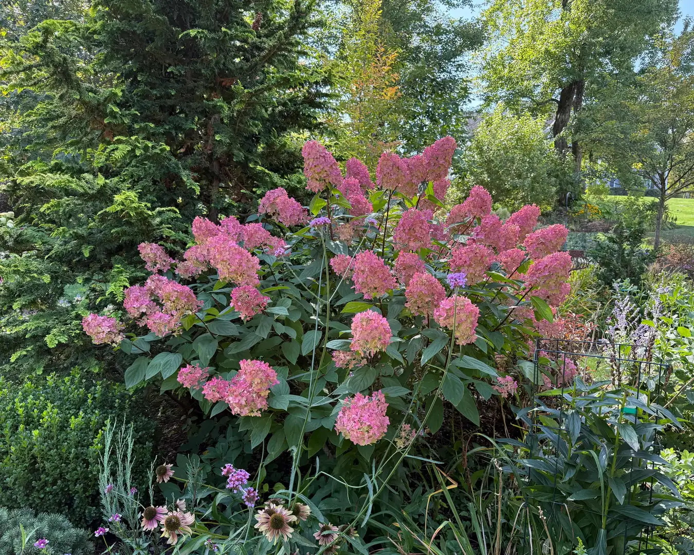 Garden of Robin Lensi
