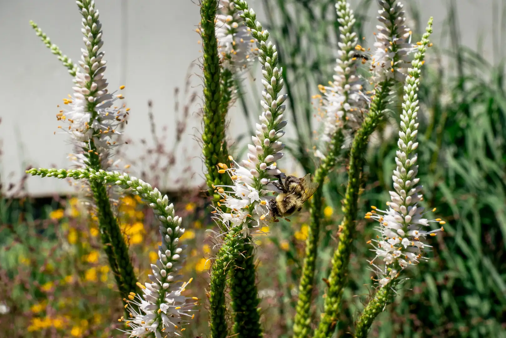 The High Line’s New Gardens 